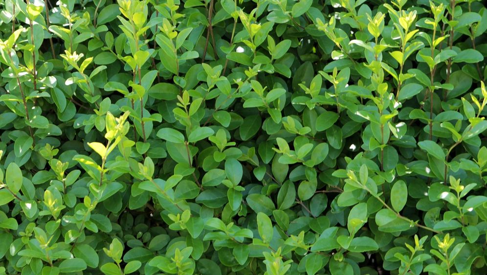 Liguster Beliebte Hecke für den Garten SAT.1 Ratgeber