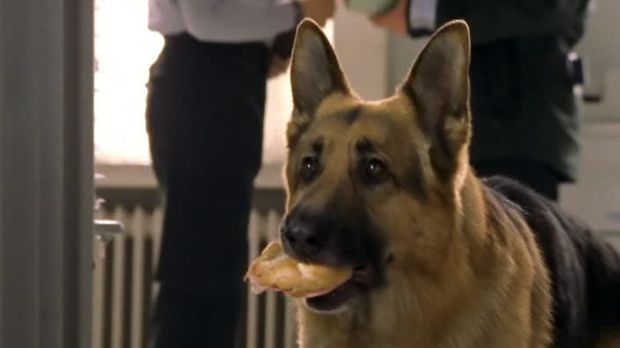 KommiГџar Rex Wurstsemmel KommiГџar Rex Wurstsemmel