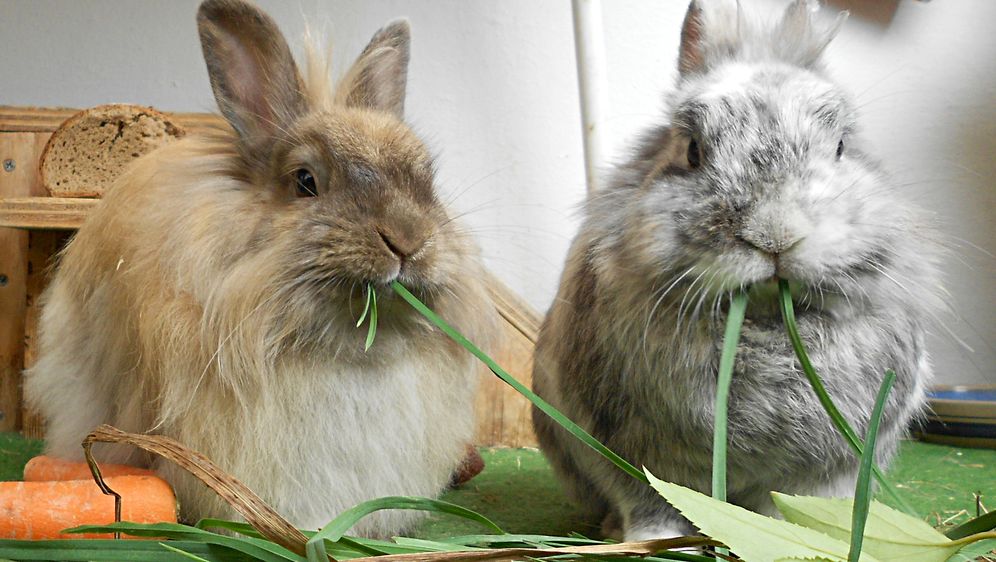 Haustiere – von Hunden & Katzen bis zu Kleintieren