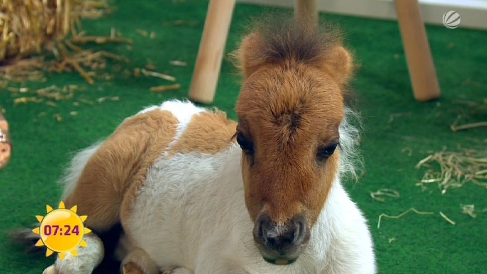 So ein süßes Pony!