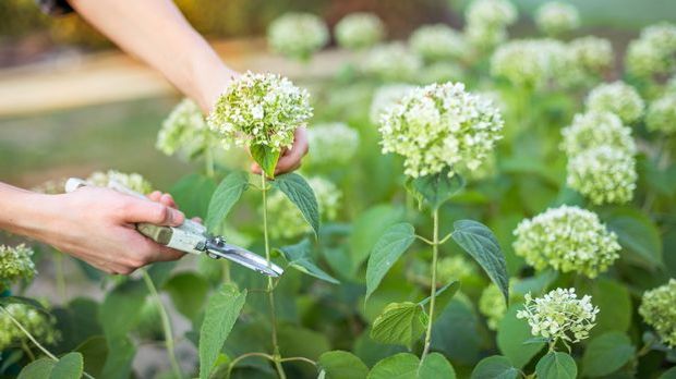 Hortensien Pflanzen Schneiden Vermehren Uberwintern Sat 1