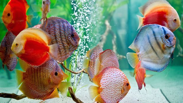 Aquarium einrichten: Tipps zur Innengestaltung | SAT.1 Ratgeber