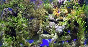 Aquarium einrichten: Tipps zur Innengestaltung | SAT.1 Ratgeber