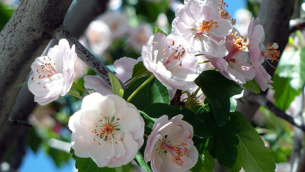 Frühlingsstauden pflanzen: Farbe im Garten - SAT.1 Ratgeber