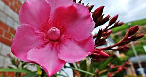 Oleander Schneiden Uberwintern Und Vermehren