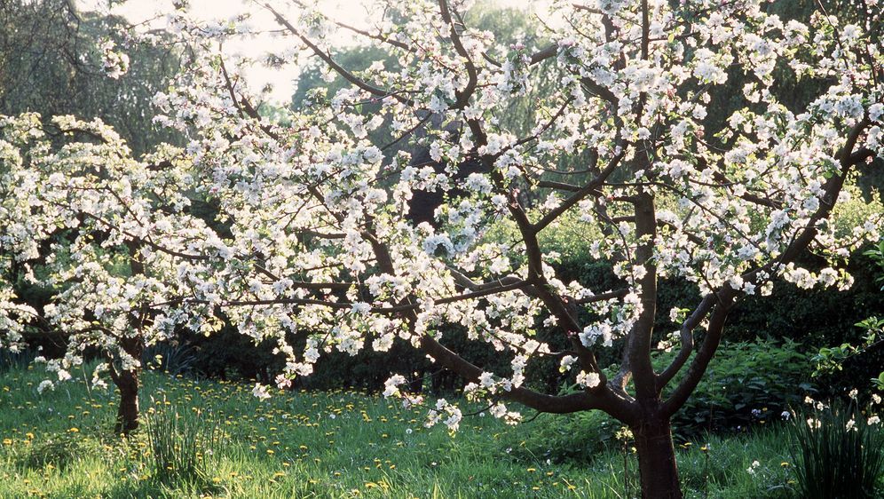 Bäume für den Garten Was sich für wen? SAT.1