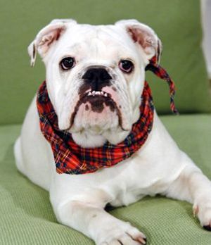 Studiohund Lotte - Biografie - Sat.1 Frühstücksfernsehen