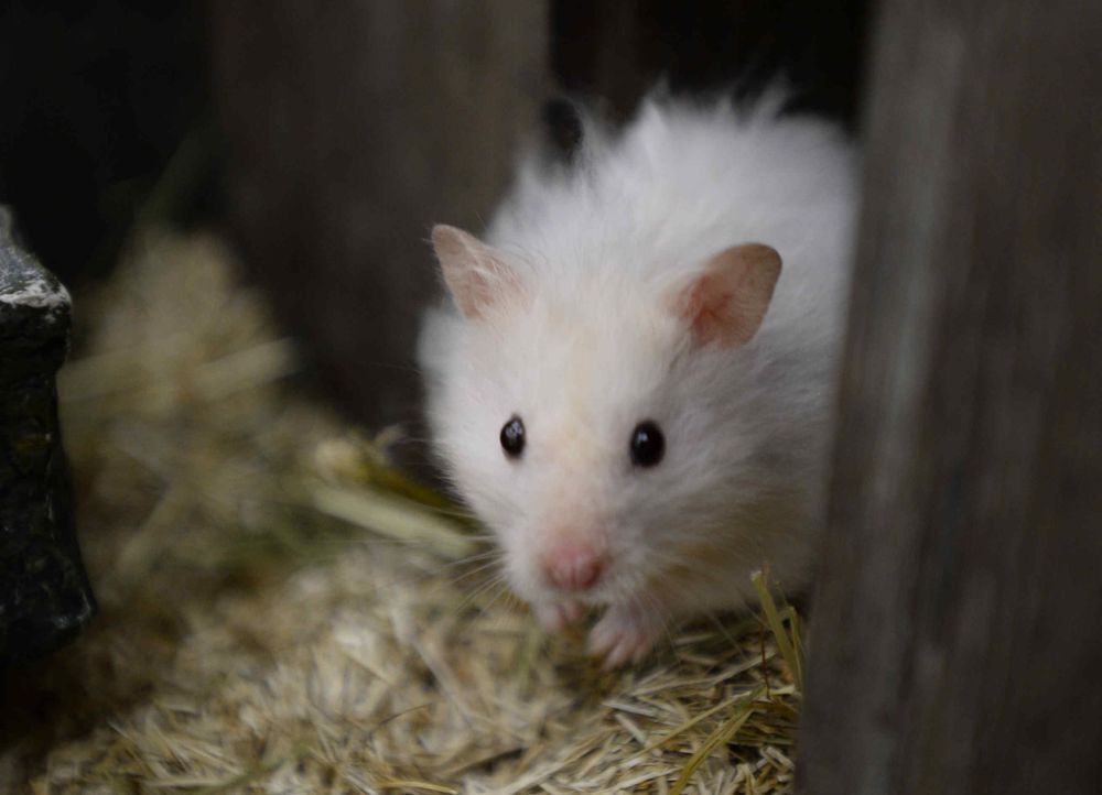 Promi Big Brother Bildgalerie Der Hamster im PBBHaus