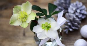 Christrose: Pflege und Standort für die Winterblume | SAT.1