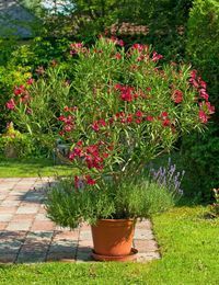 28+ toll Bilder Oleander Standort Garten / Oleander Stamm Xl Rosa Aldi Liefert / Für mediterranen flair auf balkon, terrasse oder im garten sollten sie oleander pflanzen.