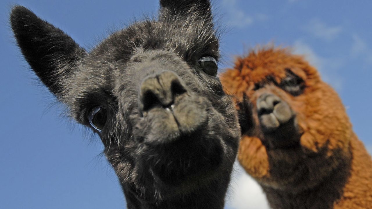Die wunderbare Welt der Tierbabys - Alpaka - Sat.1