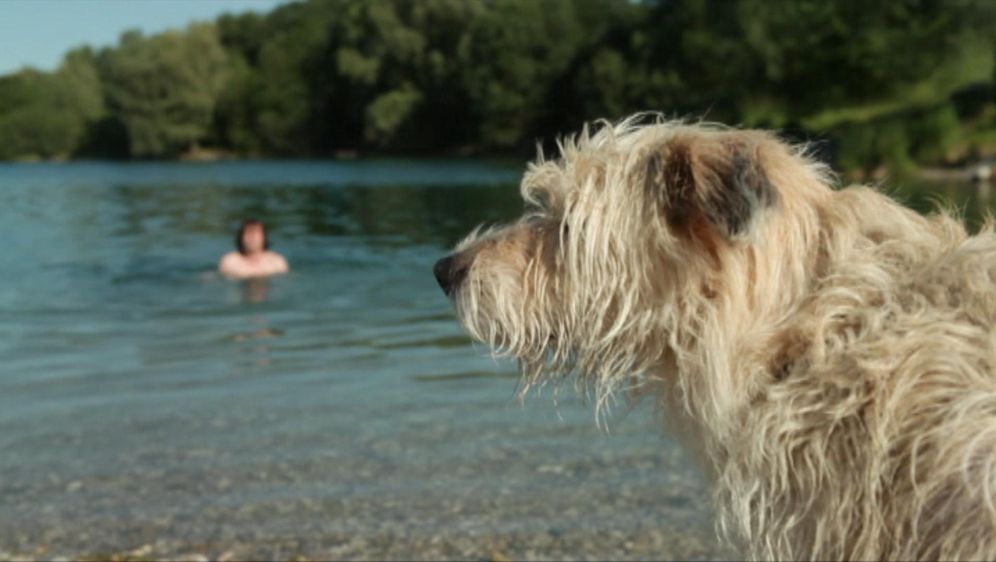 Highspeed Warum Hunde so schnell trocknen