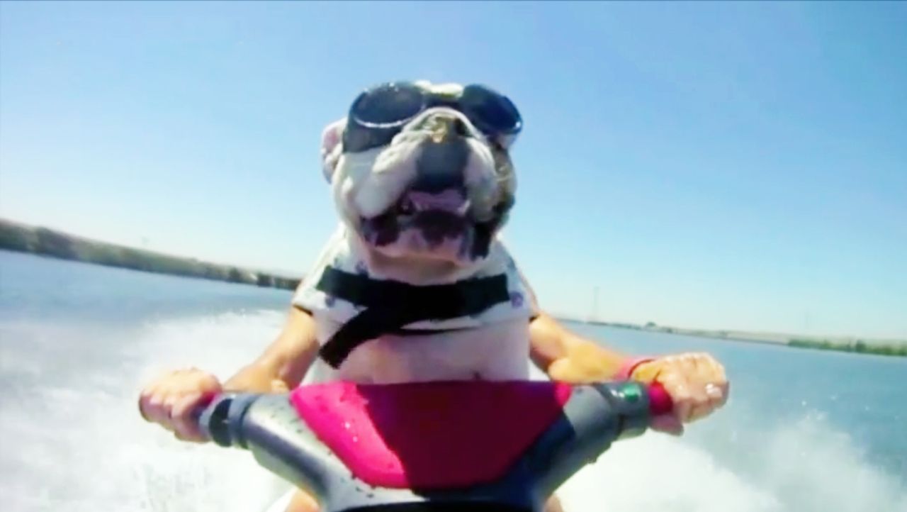 Jetzt wird's tierisch! - Die witzige Welt der Hunde (1) - sixx