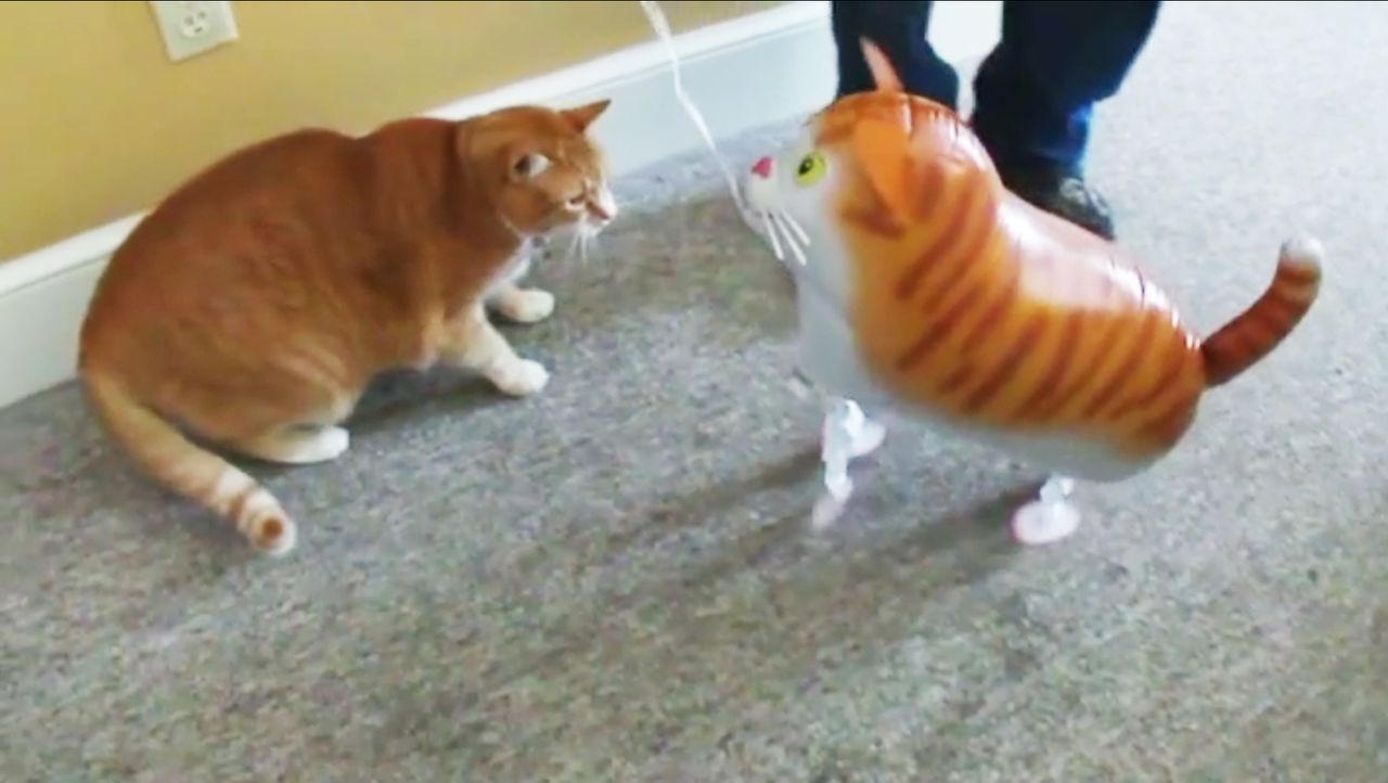 Jetzt wird's tierisch! Die witzige Welt der Katzen Sat.1