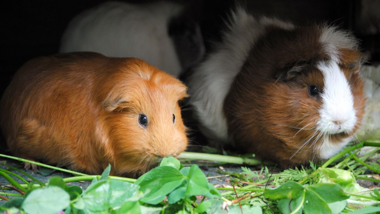 Die wunderbare Welt der Tierbabys Meerschweinchen Sat.1