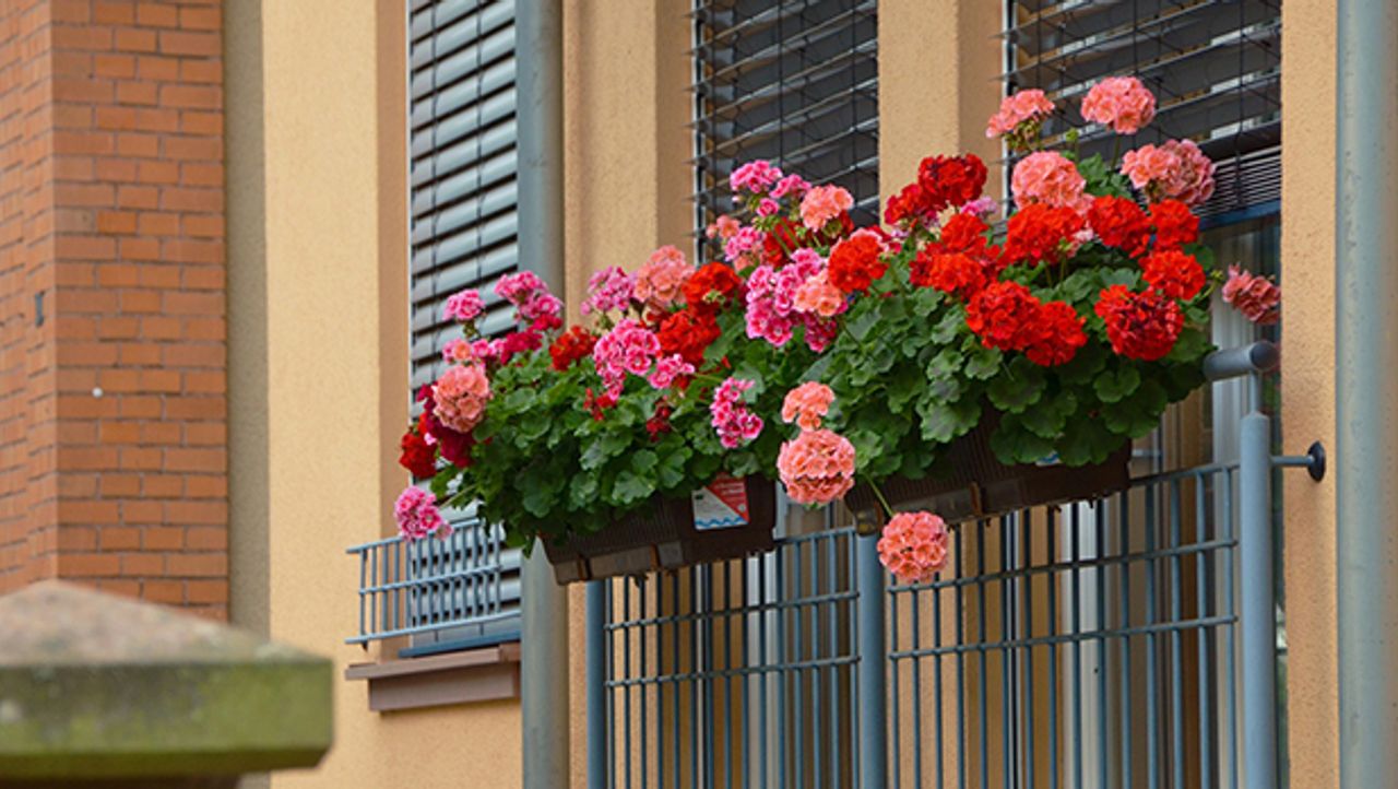 Das sind die schönsten Sommerpflanzen für den Balkon SAT.1