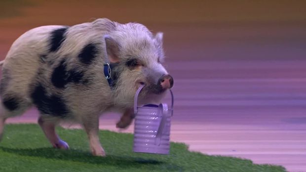Superpets - Die Talentiertesten Tiere Der Welt - Superpets - Die Talentiertesten Tiere Der Welt - Schweinchen 