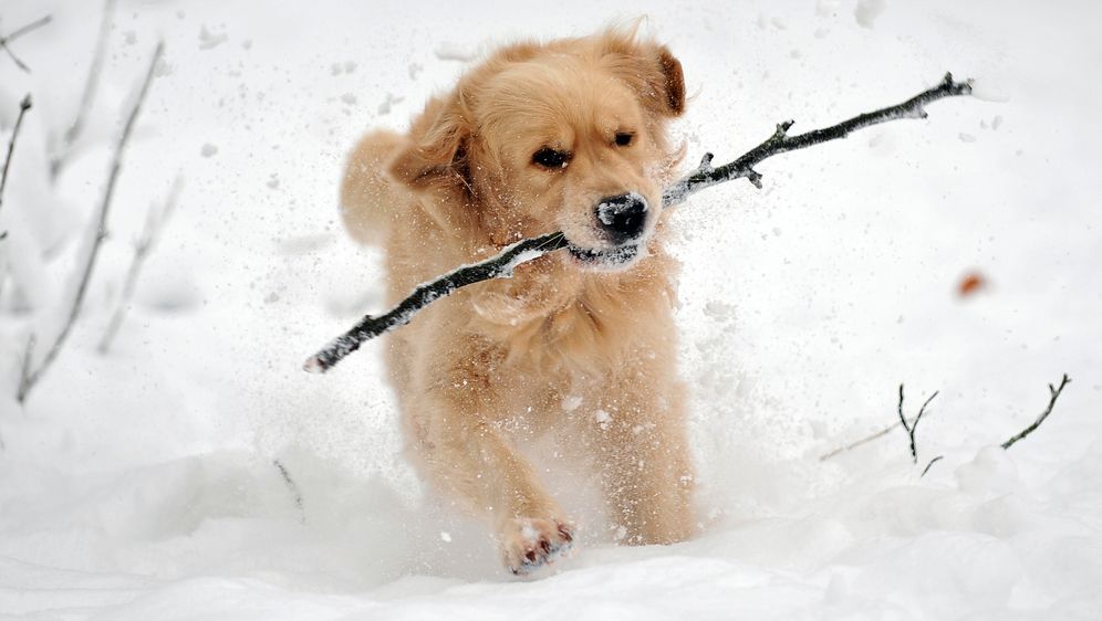 Skiurlaub mit Hund Daran sollten Sie denken SAT.1 Ratgeber