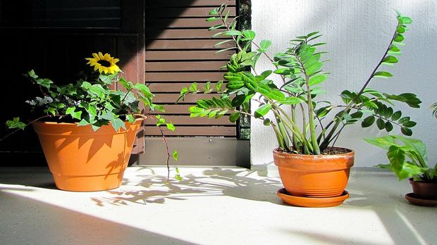 Pflanzen für Terrasse: Tipps - SAT.1 Ratgeber