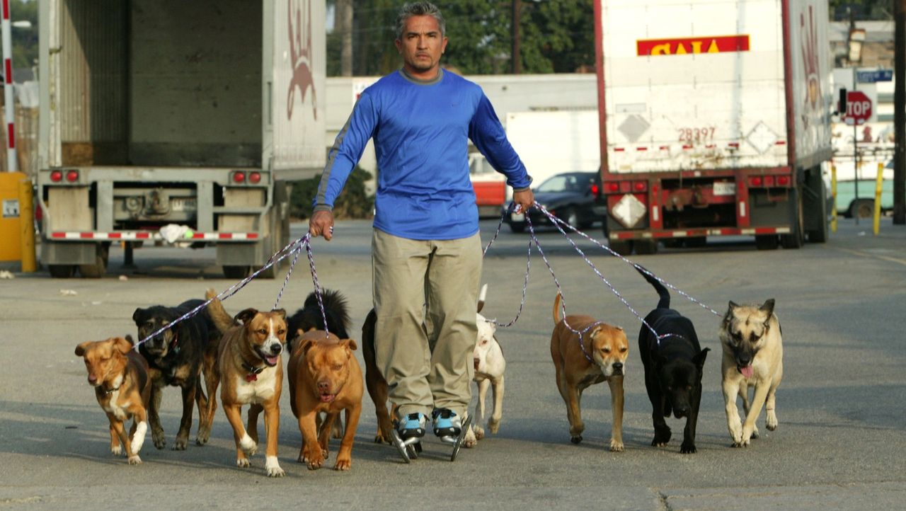 Cesar Millan Der Hundeflüsterer Der Hundeflüsterer sixx